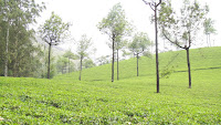 tea garden of Assam